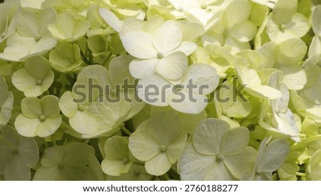Intricate macro close-up of Hydrangea macrophylla flowers, showing intricate petal details and their transition from early greenish-yellow buds to eventual white blooms.