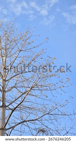 The intricate pattern of bare tree branches showing the first buds of spring against a clear, bright blue sky. A beautiful, minimalist concept of renewal, hope, and new beginnings