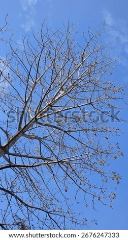 The intricate pattern of bare tree branches showing the first buds of spring against a clear, bright blue sky. A beautiful, minimalist concept of renewal, hope, and new beginnings.