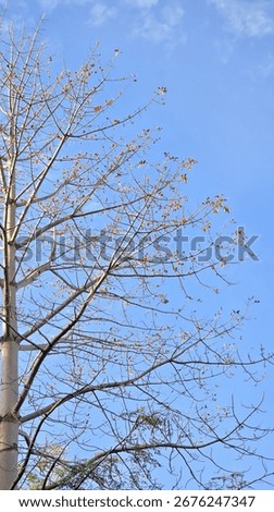 The intricate pattern of bare tree branches showing the first buds of spring against a clear, bright blue sky. A beautiful, minimalist concept of renewal, hope, and new beginnings