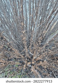 Intricate pattern formed by dense bare tree branches filling the frame.