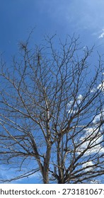 Intricate pattern of leafless tree branches against a vibrant summer sky. Nature silhouette.
