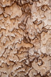 The Intricate Pattern Of Ponderosa Pine Bark, Yosemite National Park, California, USA.