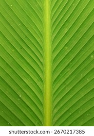 The intricate pattern of this leaf reveals nature's flawless design, with parallel veins creating a mesmerizing, symmetrical tapestry of vibrant green