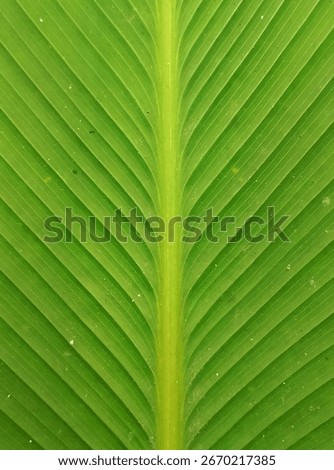 The intricate pattern of this leaf reveals nature's flawless design, with parallel veins creating a mesmerizing, symmetrical tapestry of vibrant green