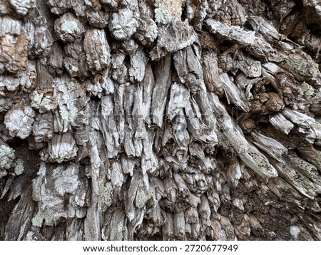 Intricate patterns of aged dendrological bark, a complex tapestry of weathered natural fibers