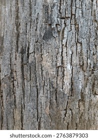 The intricate patterns of aged tree bark tell silent stories.