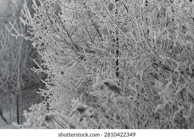 Intricate patterns of slender tree and shrub branches encrusted with sparkling white rime frost and snow on a cold winter morning.