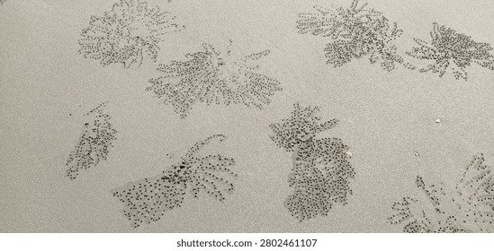 Intricate patterns of tiny sand balls created by sand bubbler crabs on a beach.