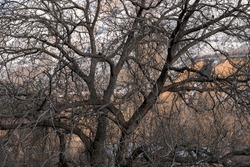 The Intricate Silhouettes Of Barren Trees Stand Stark Against A Wintery Urban Backdrop, Highlighting The Stark Contrast Between Nature And Human Settlement. The Bare Branches Intertwine, Creating A De