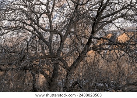 The intricate silhouettes of barren trees stand stark against a wintery urban backdrop, highlighting the stark contrast between nature and human settlement. The bare branches intertwine, creating a de