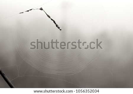 Similar – Image, Stock Photo Pieces of tree wood bark covered by a thin layer of snow in sunlight