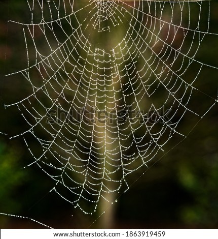 Similar – Image, Stock Photo Illuminated Anigozanthos 2