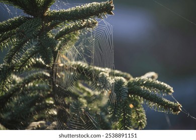 An intricate spider web on a lush evergreen tree branch illuminated by the gentle morning light, showcasing the delicate beauty and tranquility of nature. - Powered by Shutterstock