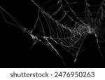 Intricate Spider Web Texture, Delicate Cobweb Pattern, Realistic Spiderweb Design