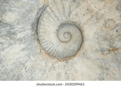 Intricate texture of Ammonite (Pachydesmoceras cf. pachydiscoide)