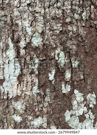The intricate texture of tree bark forms a natural camouflage pattern. A macro shot revealing the abstract beauty and fine detail of the forest's design