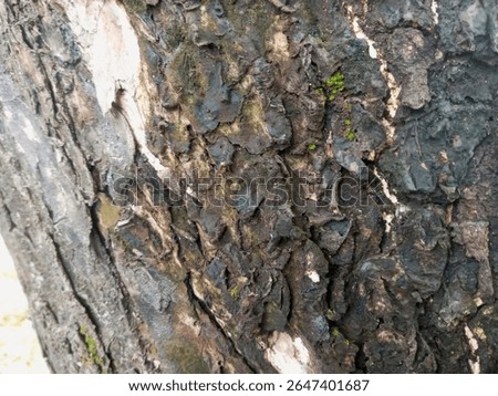 intricate tree bark texture with subtle green moss and weathered patterns. ideal for nature, organic, or background visuals. #treebark #naturetexture #woodgrain