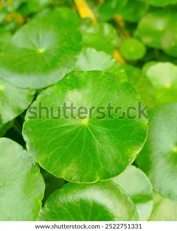 The intricate venation and rounded shape of the Centella asiatica leaf create a visually appealing pattern that is both simple and sophisticated