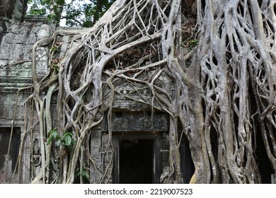 Intricate Web Of Banyan Tree Roots Overgrown On Ta Prohm Angkor Temple