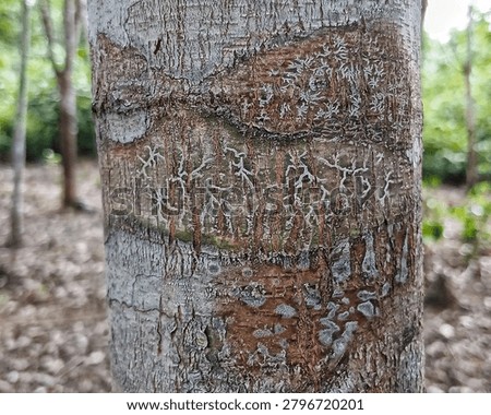 Intricate white script lichen Graphis scripta forming natural hieroglyph-like patterns on the bark of a rubber tree in a Borneo plantation. The surrounding blue-grey Arthonia lichens create an abstract, calligraphic texture. This demonstrates high air quality and biodiversity in managed forests. Macro photograph.
