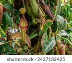 Intriguing Carnivorous Nepenthes, predatory plant species, is depicted with its specialized pitcher traps. detailed structure predatory nature of this botanical wonder