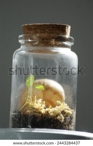 Intriguing image capturing a small terrarium. The miniature garden enclosed in glass offers a glimpse into a tiny world of lush greenery and delicate beauty.