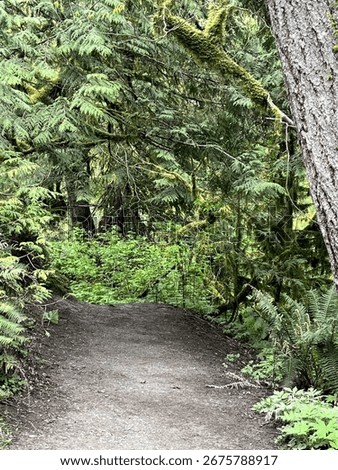 Intriguing Path Trees Summer Day