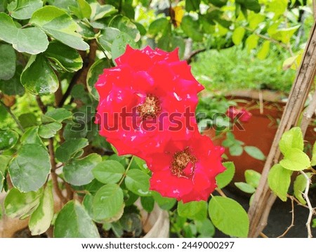 An intriguing red rose plants