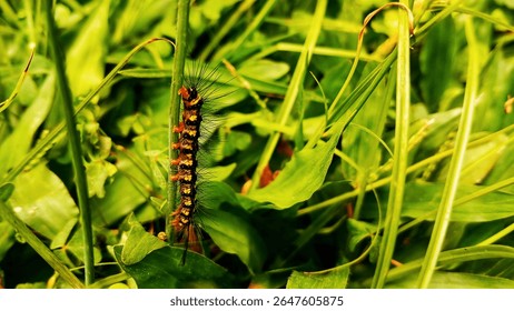 An intriguing small creature adding life and color to the natural landscape in a tropical region.