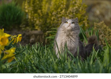 Introducing cat to the outside world. Disoriented and frightened cat in pet friendly garden.