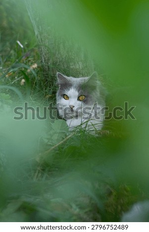 Introducing cat to the outside world. Disoriented and frightened cat in pet friendly garden.