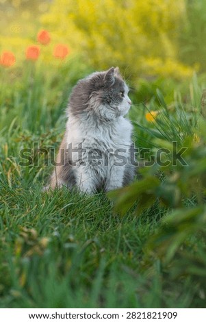 Introducing cat to the outside world. Disoriented and frightened cat in pet friendly garden.