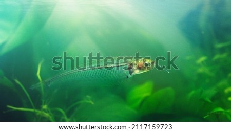 Introducing the glass catfish. Shot of exotic fish in an aquarium.