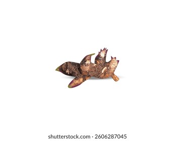 inula helenium or elecampane root barks isolated on white background