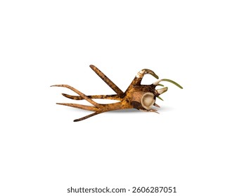 inula helenium or elecampane root barks isolated on white background