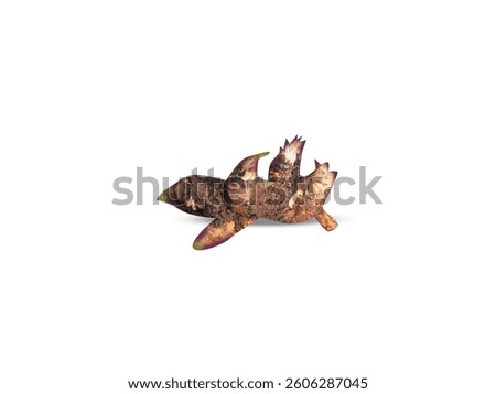 inula helenium or elecampane root barks isolated on white background