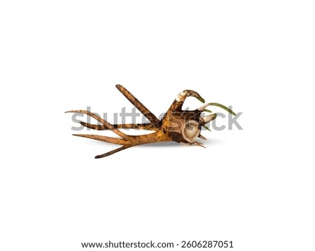 inula helenium or elecampane root barks isolated on white background