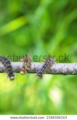Invasion Gingerbread gipsy moth (Lymantria dispar) caterpillar - Moth gives mass outbreaks of reproduction in countries of world as quarantine pest, herbivorous omnivore