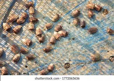 Invasion Of Stink Bugs Over House Surface 