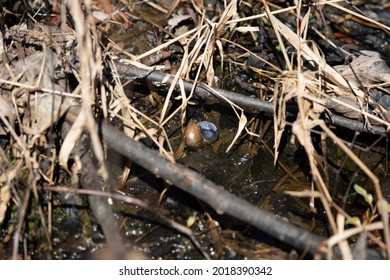 Invasive Apple Snail Shell (Ampullariidae) In Shallow Water