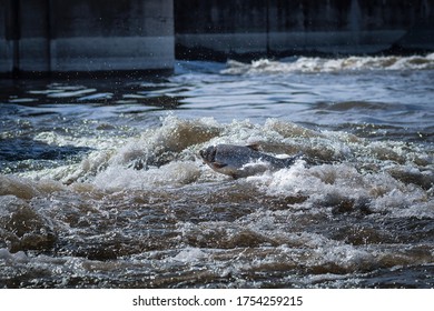 Invasive Asian Carp Jumping Out Of Water