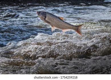 Invasive Asian Carp Jumping Out Of Water