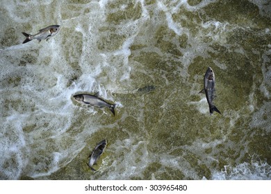 Invasive Asian Carp In The Tailwaters Of Bagnell Dam On The Osage River That Makes The Lake Of The Ozarks