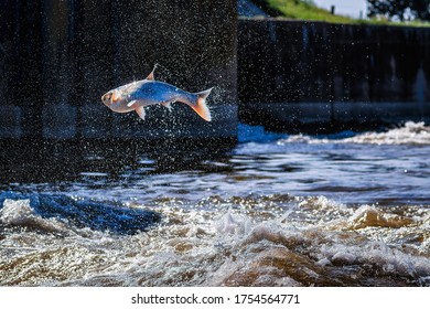 Invasive Asian Silver Carp Jumping High Out Of The Water