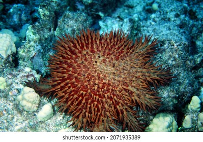 An Invasive Crown Of Thorns Starfish Sea Star Feeding And Causing Damage To The Tropical Coral Near Kona, Hawaii