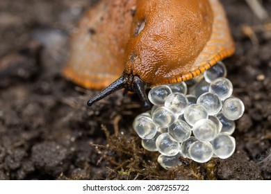 the invasive destructive snail lays eggs 