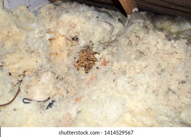 Invasive European Tree Bumble Bees (B Hypnorum) Make A Bees Nest In Loft Insulation Where They Are Revealed For Control And Removal By A Pest Control Specialist In Bristol In The UK.