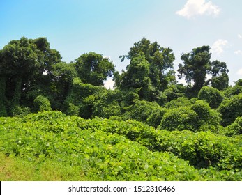 Invasive, Fast Growing Kudzu Vines Blanket A Roadside Clearing, Climb Tree Trunks, And Suffocate Native Foliage. The Plant Was Marketed As Ornamental Shade In The 1800's And Later As Erosion Control. 