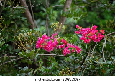 An Invasive Flower Blooming Together With The Host Plant Flower. Rambutan Tree. The Hairy Fruit Tree.